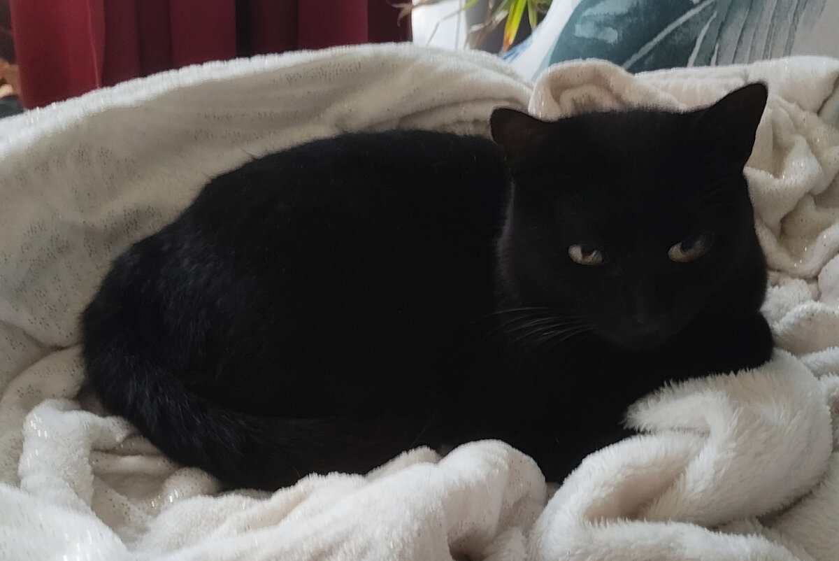 Chat noir sur couverture blanche